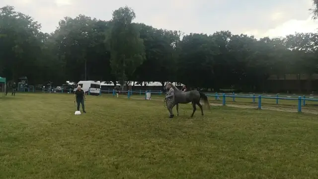 Stadnina koni Tarnów - historia, usługi i wyjątkowe wydarzenia jeździeckie