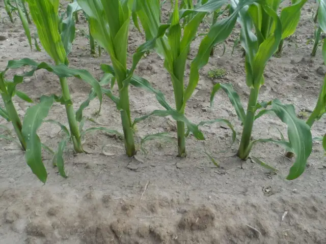 Jak siać kukurydzę ręcznie – unikaj najczęstszych błędów i zyskaj plony