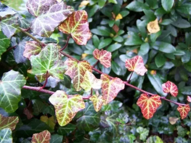 Jak kwitnie bluszcz pospolity? Odkryj jego tajemnice i znaczenie