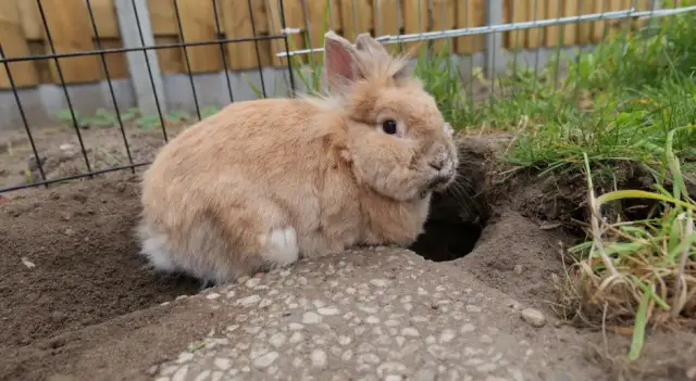 Dlaczego królik gubi sierść? Poznaj przyczyny i rozwiązania problemu