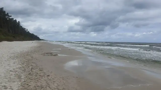 Plaża nad Bałtykiem z piaszczystym brzegiem, lasem sosnowym i wzburzonym morzem pod zachmurzonym niebem.