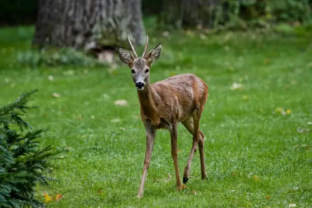 Rezerwat przyrody las natoliński: historia, atrakcje i ekologia
