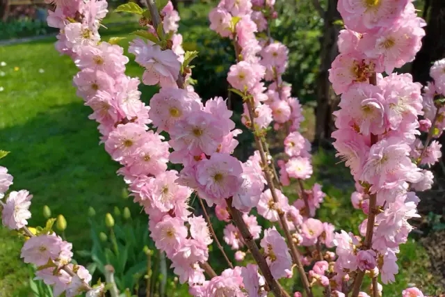 Jak długo kwitnie migdałek? Sekrety obfitych kwiatów!