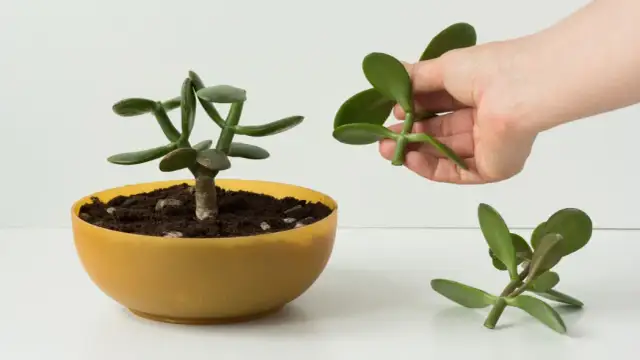 Przycinanie drzewka szczęścia: Sekrety bujnej korony i rozmnażania