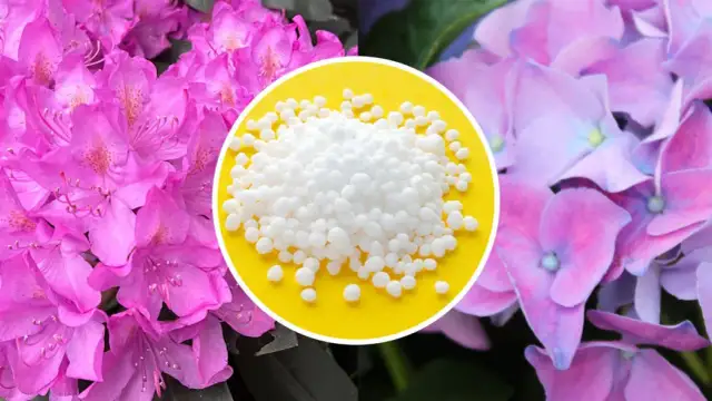 Czy nawóz do rododendronów nadaje się do róż? Sprawdź, zanim użyjesz!