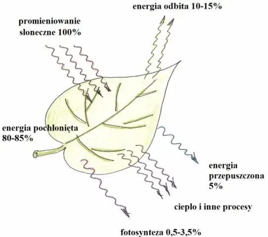  Fotosynteza - co to i jakie są jej produkty? Krótkie wyjaśnienie