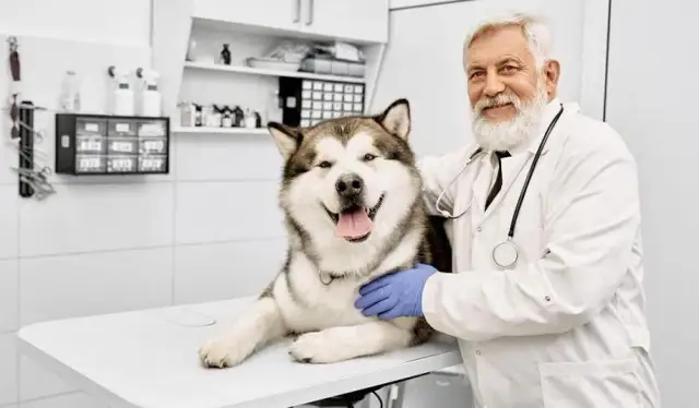 Czym zajmuje się weterynarz i jak dba o zdrowie zwierząt?