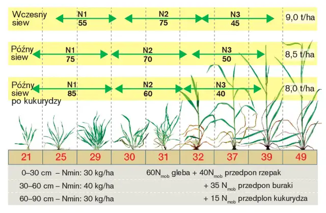 Ile nawozu na hektar pszenżyta? Kluczowe informacje dla rolników