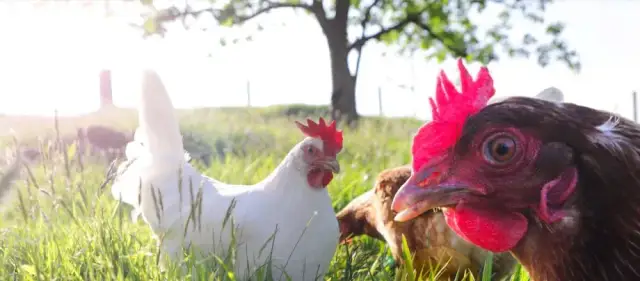 Jakie kury do przydomowej hodowli – wybierz najlepsze rasy dla siebie