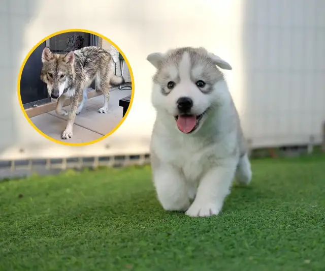 Szczeniaki husky co jedzą? Unikaj tych szkodliwych pokarmów!