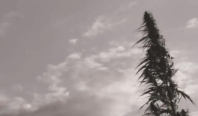 Jaki olej CBD na nerwicę lękową? Sprawdź skuteczne rozwiązania