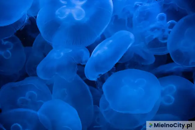 Meduzy w Bałtyku parzą? Poznaj gatunki i pierwszą pomoc!