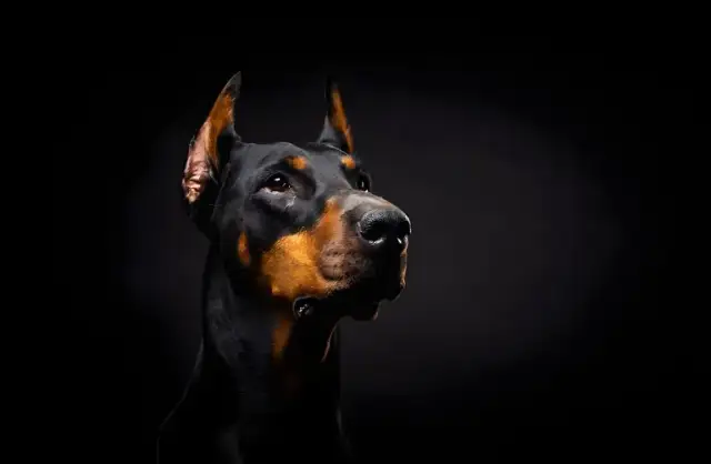 Ile kosztuje doberman z hodowli? Poznaj ceny i ukryte koszty