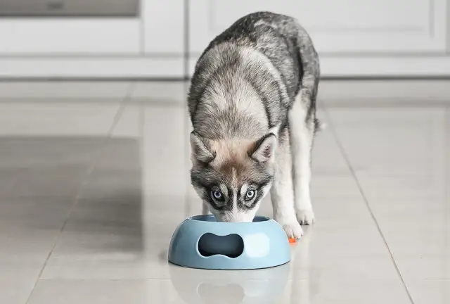 Szczeniaki husky co jedzą? Odkryj, jak zapewnić im zdrową dietę