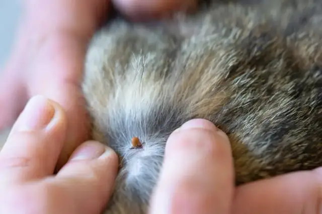 Diferencias clave entre garrapata y verruga en perros para tu tranquilidad