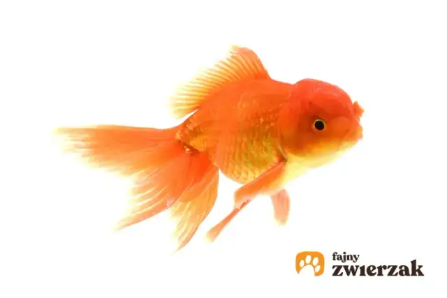 Jaka rybka do kuli? Poznaj prawdę i humanitarne alternatywy