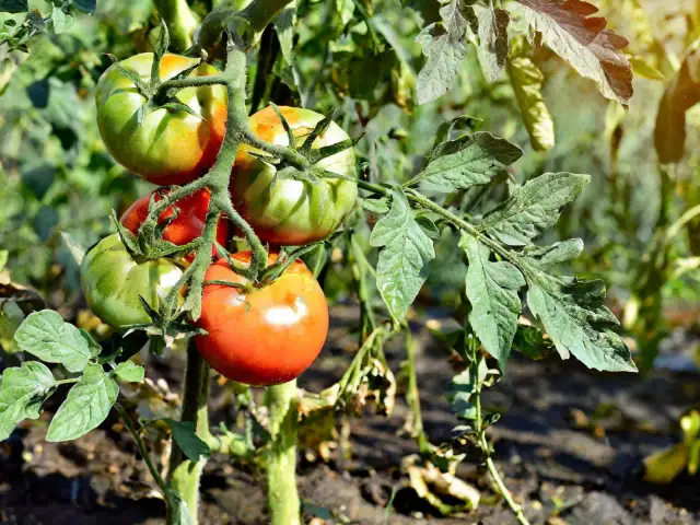 Przenawożone pomidory: Jak rozpoznać, uratować i zapobiec?