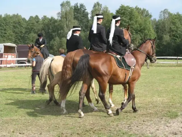 Amazonka konie co to znaczy? Odkryj fascynujący świat jeździectwa