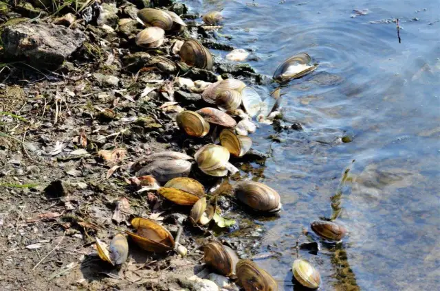 Czym się żywią małże i jak wpływają na ekosystem wodny?