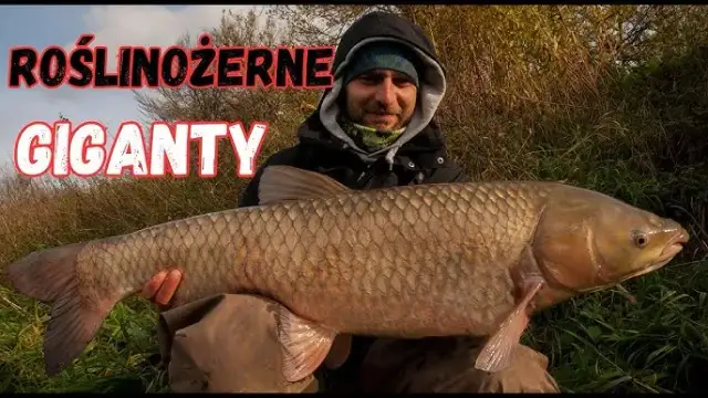 Amur ryba czym się żywi - poznaj sekrety diety amura w naturze