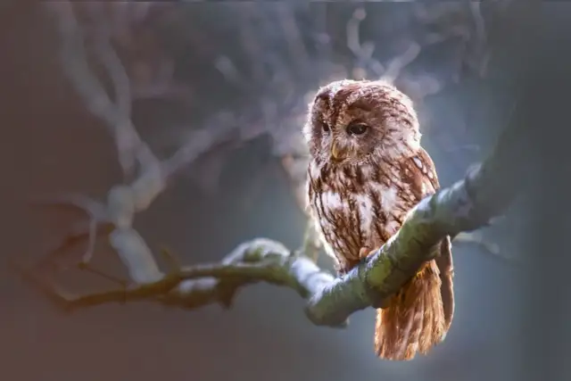 Symbolika ptaków: Co oznaczają orzeł, sowa, bocian i inne?