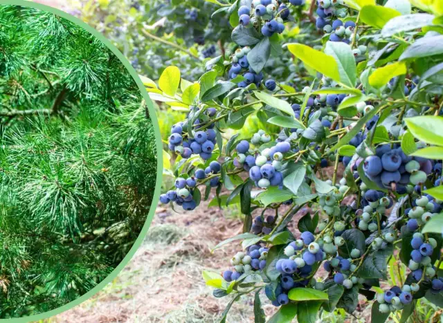 Kiedy podsypać nawozem borówki, aby uniknąć błędów w pielęgnacji