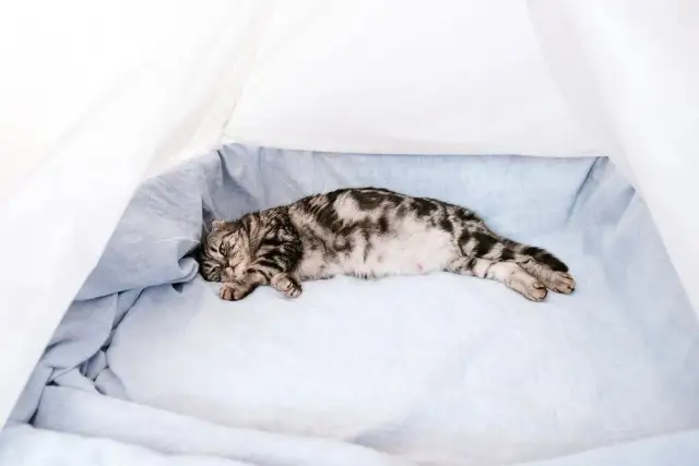 Ile trwa poród kotki? Poznaj kluczowe informacje i porady