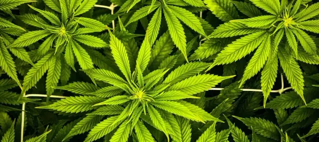 Jak roślina pnąca pasożyty lnu i konopi niszczy Twoje uprawy