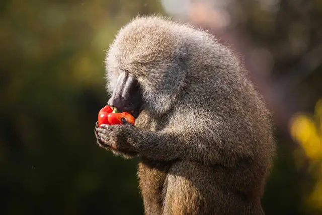 Małpa zajada się soczystą papryką. To pokazuje, co jedzą małpy, gdy mają dostęp do świeżych warzyw.