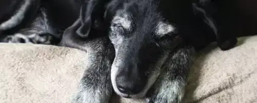 Od kiedy pies może jeść karmę dla dorosłych psów, aby uniknąć problemów zdrowotnych?