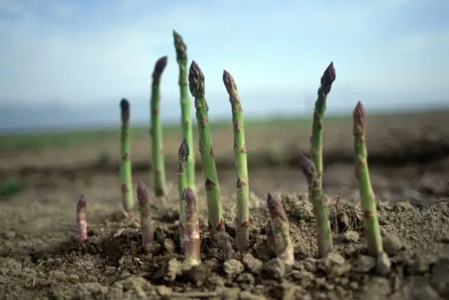Młode pędy szparagów przebijają się przez ziemię, pokazując, jak rosną szparagi.