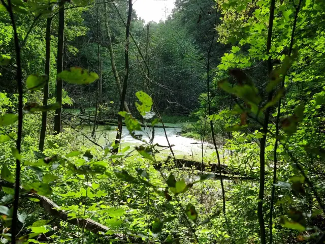 Rezerwat Żurawiniec: Poznaj unikalne torfowisko w sercu Poznania!