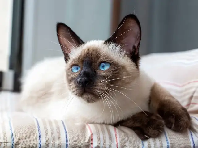 Welche Katze für Allergiker: Die besten Rassen für Allergiker ohne Beschwerden