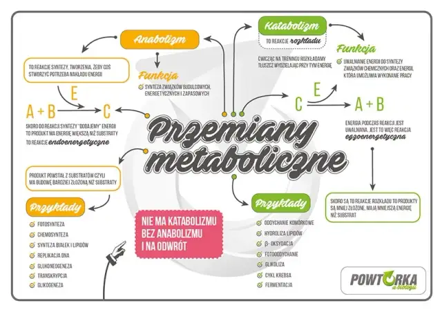 Jak uczyć się biologii? Opanuj maturę i zrozum życie!