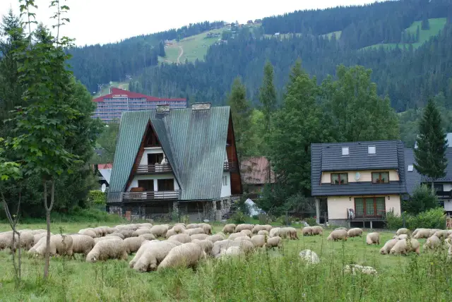 Zakopane: Domek na wierchu z widokiem na Tatry? Oto jak wybrać!