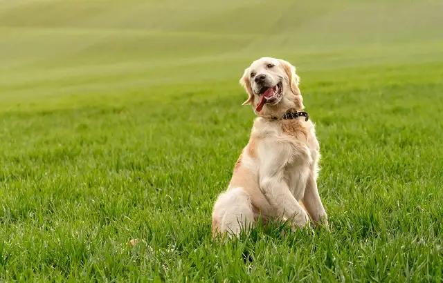Golden retriever w domu czy na podwórku – co zapewni mu lepsze życie?