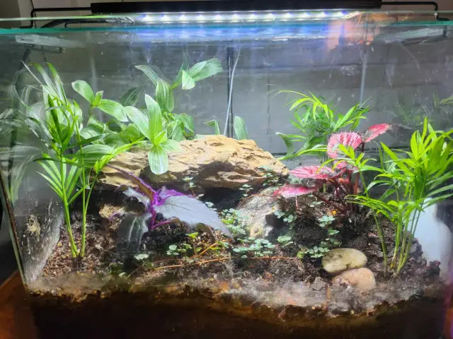 Przerób akwarium na terrarium: Poradnik krok po kroku DIY