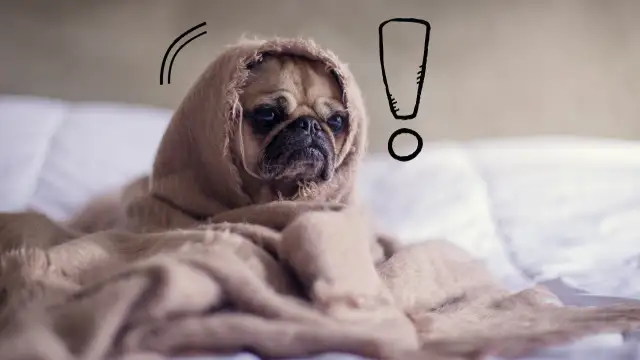 Szczeniak po szczepieniu objawy: co jest normalne, a co nie?