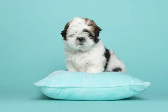 Wychowanie szczeniaka shih tzu - Poznaj sekrety rasy