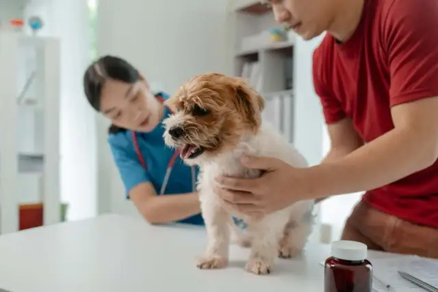 Biegunka u szczeniaka: Szybka pomoc i kiedy do weterynarza