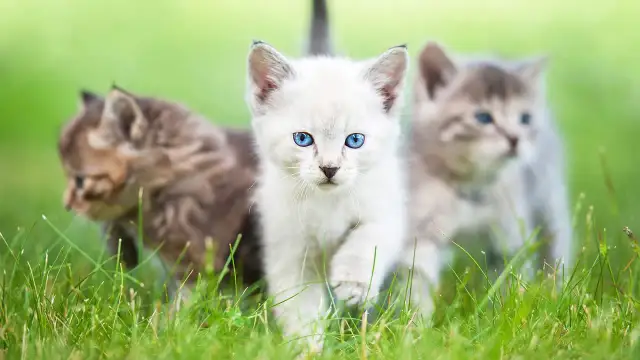 Jak rozpoznać płeć małego kota? Klucz to odległość i kształt narządów