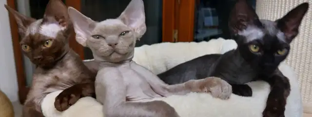 Hodowla Devon Rex w Warszawie - najlepsze miejsca i ceny kociąt