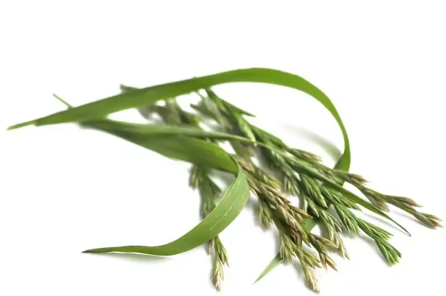 Jak skutecznie zwalczyć perz chwast i uniknąć jego rozprzestrzenienia