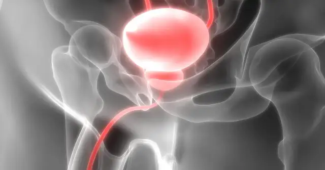 Anatomia układu moczowego, gdzie urolog leczy pęcherz i drogi moczowe.