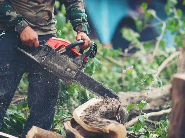 Wycinka drzew 2026: Zmiany, milcząca zgoda i nowe zasady