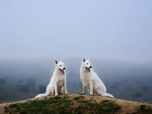 Gdzie z psem w góry Zakopane? Odkryj najlepsze trasy i miejsca