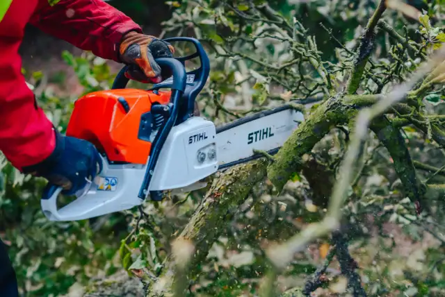 Jakie są kary za wycięcie drzewa bez pozwolenia i jak ich uniknąć