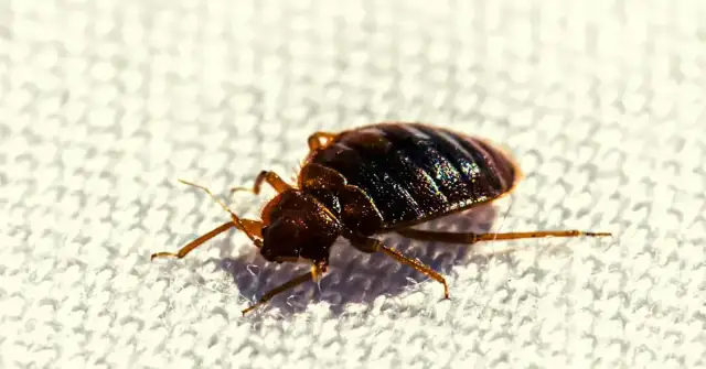 Jak się rozmnażają pluskwy i co musisz o tym wiedzieć