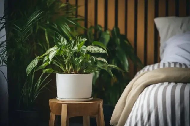 Jakie kwiaty do sypialni wybrać, aby poprawić jakość snu?