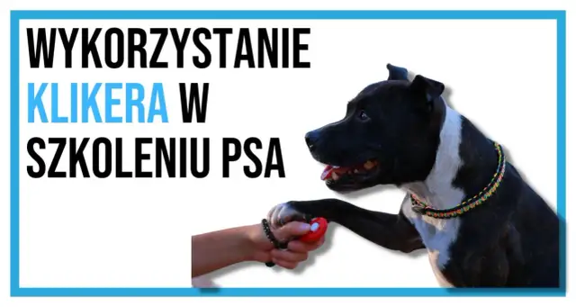 Czarny pies z białą łatką na piersiach podaje łapę osobie trzymającej czerwony kliker. Dowiedz się, jak używać klikera dla psa w szkoleniu.